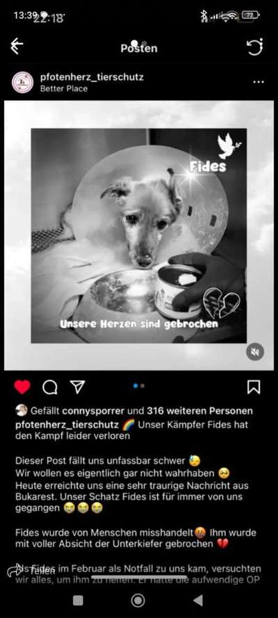 Tierschutzhunde suchen ein Zuhause-Beitrag-Bild