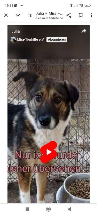 Tierschutzhunde suchen ein Zuhause-Beitrag-Bild