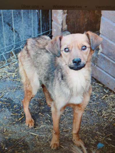 Tierschutzhunde suchen ein Zuhause-Beitrag-Bild