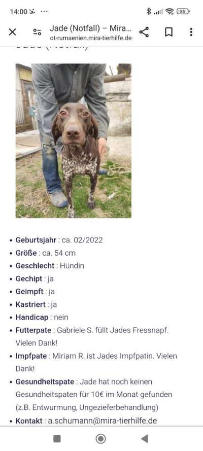 Tierschutzhunde suchen ein Zuhause-Beitrag-Bild