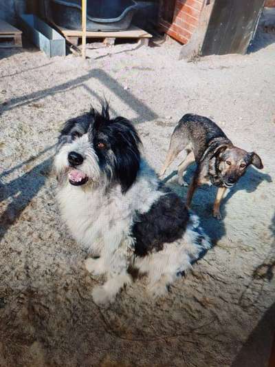 Tierschutzhunde suchen ein Zuhause-Beitrag-Bild