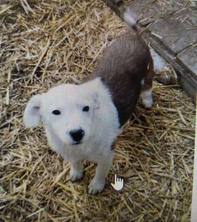 Tierschutzhunde suchen ein Zuhause-Beitrag-Bild