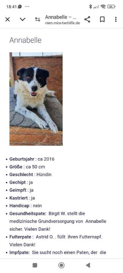 Tierschutzhunde suchen ein Zuhause-Beitrag-Bild