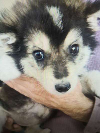 Tierschutzhunde suchen ein Zuhause-Beitrag-Bild