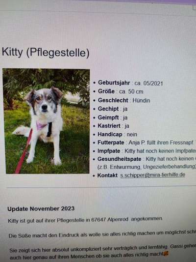 Tierschutzhunde suchen ein Zuhause-Beitrag-Bild