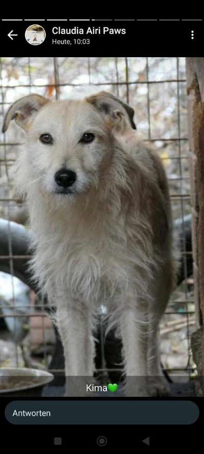 Tierschutzhunde suchen ein Zuhause-Beitrag-Bild