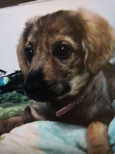 Tierschutzhunde suchen ein Zuhause-Beitrag-Bild