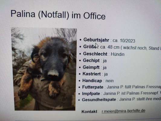 Tierschutzhunde suchen ein Zuhause-Beitrag-Bild