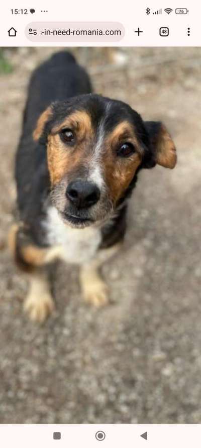 Tierschutzhunde suchen ein Zuhause-Beitrag-Bild