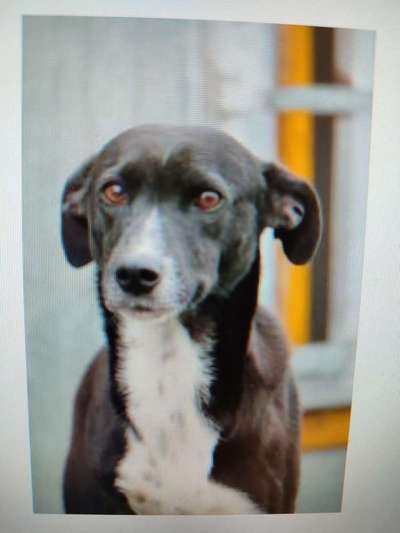 Tierschutzhunde suchen ein Zuhause-Beitrag-Bild