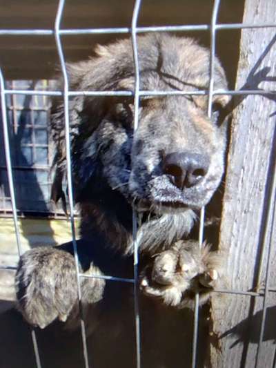 Tierschutzhunde suchen ein Zuhause-Beitrag-Bild