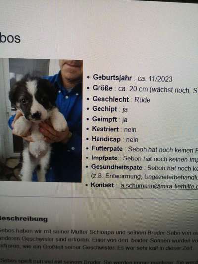 Tierschutzhunde suchen ein Zuhause-Beitrag-Bild