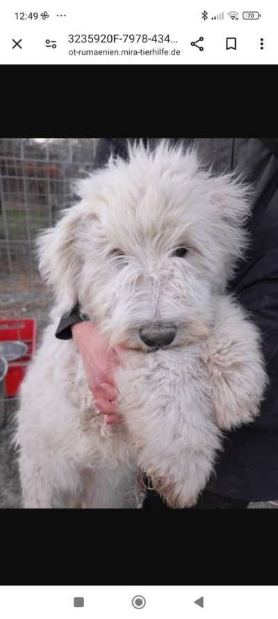 Tierschutzhunde suchen ein Zuhause-Beitrag-Bild