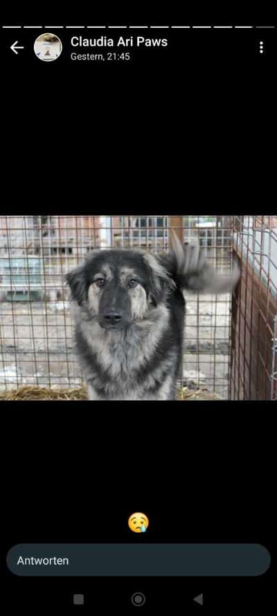 Tierschutzhunde suchen ein Zuhause-Beitrag-Bild
