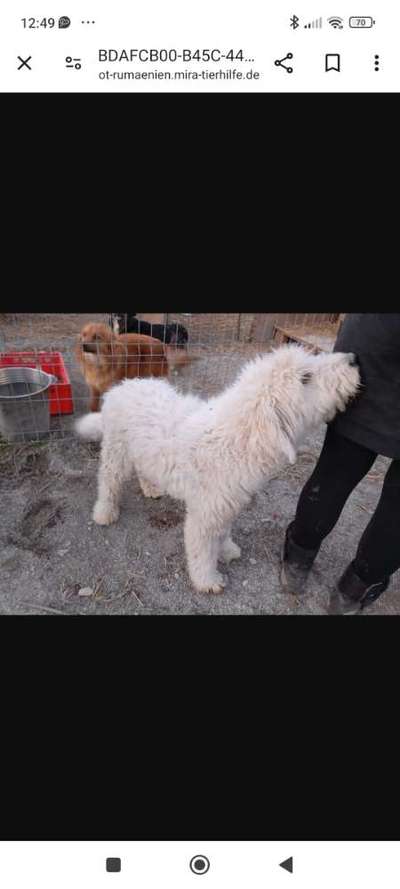 Tierschutzhunde suchen ein Zuhause-Beitrag-Bild