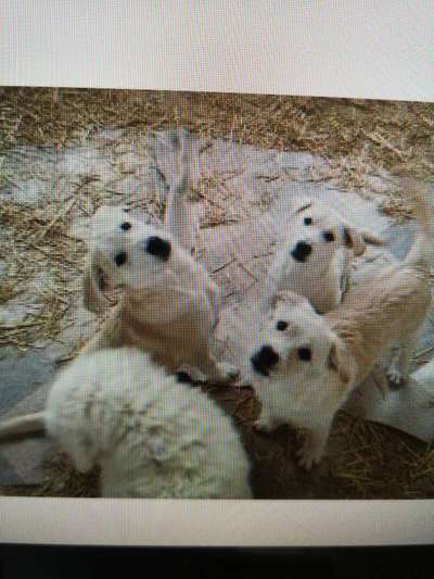 Tierschutzhunde suchen ein Zuhause-Beitrag-Bild