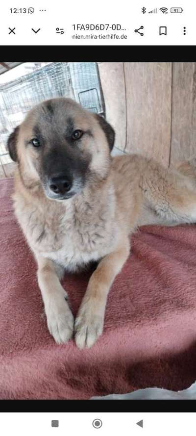 Tierschutzhunde suchen ein Zuhause-Beitrag-Bild