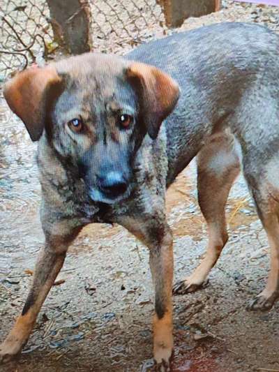 Tierschutzhunde suchen ein Zuhause-Beitrag-Bild