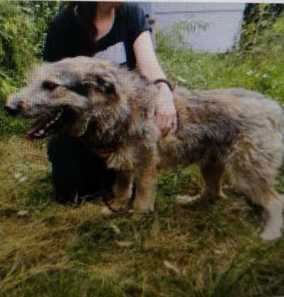 Tierschutzhunde suchen ein Zuhause-Beitrag-Bild