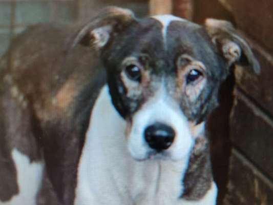 Tierschutzhunde suchen ein Zuhause-Beitrag-Bild