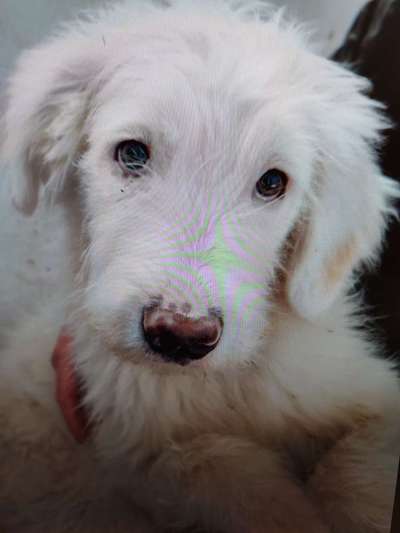 Tierschutzhunde suchen ein Zuhause-Beitrag-Bild