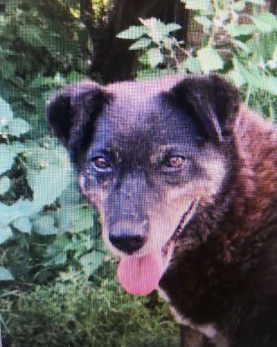 Tierschutzhunde suchen ein Zuhause-Beitrag-Bild