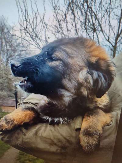 Tierschutzhunde suchen ein Zuhause-Beitrag-Bild