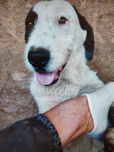 Tierschutzhunde suchen ein Zuhause-Beitrag-Bild