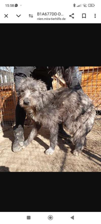 Tierschutzhunde suchen ein Zuhause-Beitrag-Bild