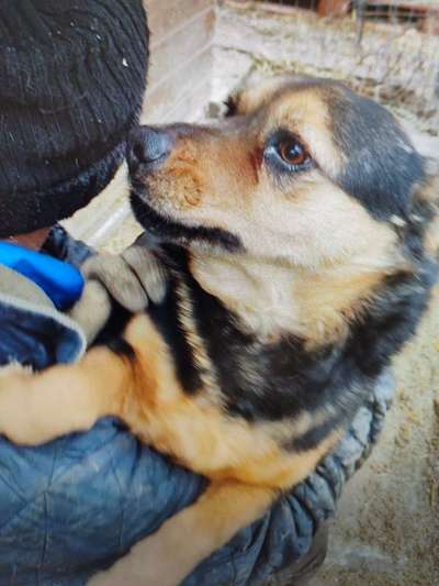 Tierschutzhunde suchen ein Zuhause-Beitrag-Bild