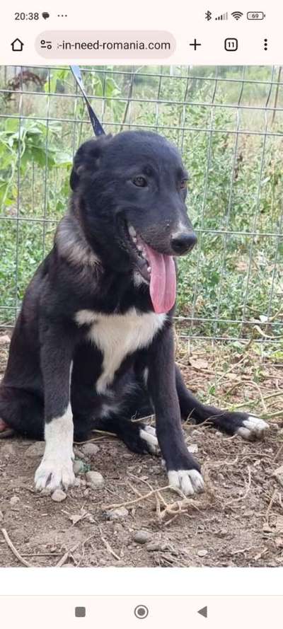 Tierschutzhunde suchen ein Zuhause-Beitrag-Bild