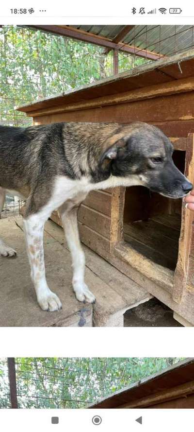 Tierschutzhunde suchen ein Zuhause-Beitrag-Bild