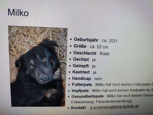 Tierschutzhunde suchen ein Zuhause-Beitrag-Bild