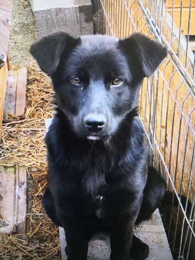 Tierschutzhunde suchen ein Zuhause-Beitrag-Bild