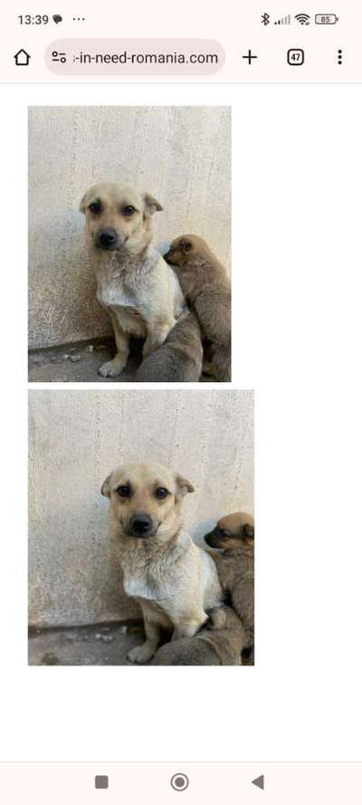 Tierschutzhunde suchen ein Zuhause-Beitrag-Bild