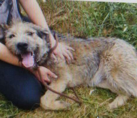 Tierschutzhunde suchen ein Zuhause-Beitrag-Bild