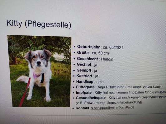 Tierschutzhunde suchen ein Zuhause-Beitrag-Bild