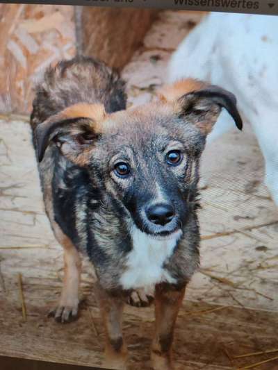 Tierschutzhunde suchen ein Zuhause-Beitrag-Bild