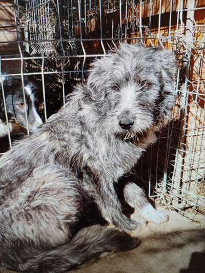 Tierschutzhunde suchen ein Zuhause-Beitrag-Bild