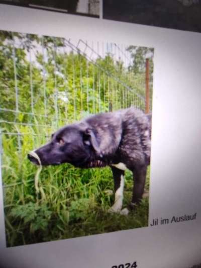 Tierschutzhunde suchen ein Zuhause-Beitrag-Bild