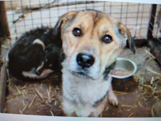 Tierschutzhunde suchen ein Zuhause-Beitrag-Bild