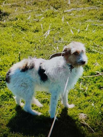 Tierschutzhunde suchen ein Zuhause-Beitrag-Bild