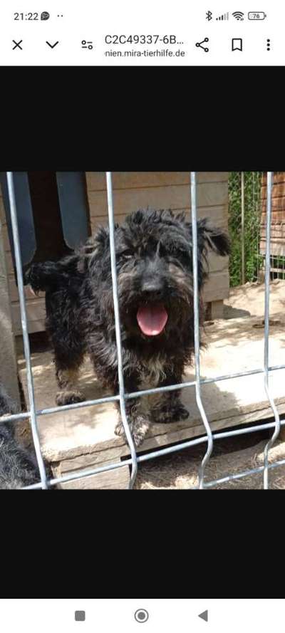 Tierschutzhunde suchen ein Zuhause-Beitrag-Bild