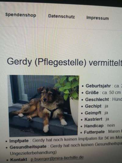 Tierschutzhunde suchen ein Zuhause-Beitrag-Bild
