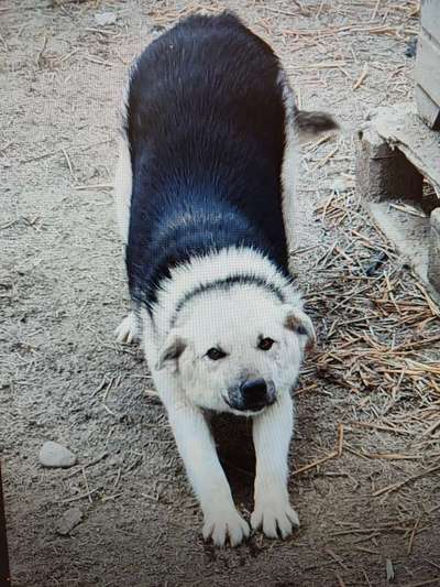 Tierschutzhunde suchen ein Zuhause-Beitrag-Bild