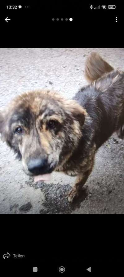 Tierschutzhunde suchen ein Zuhause-Beitrag-Bild