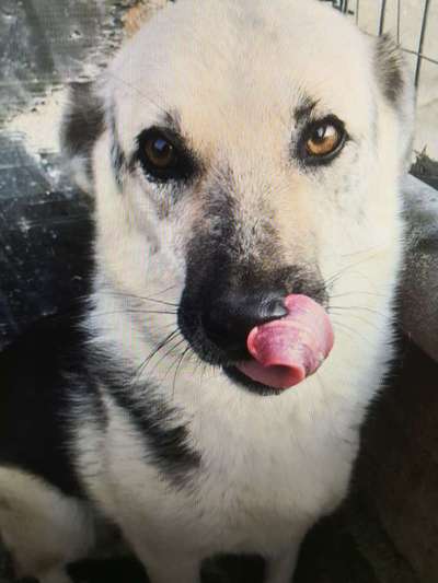 Tierschutzhunde suchen ein Zuhause-Beitrag-Bild