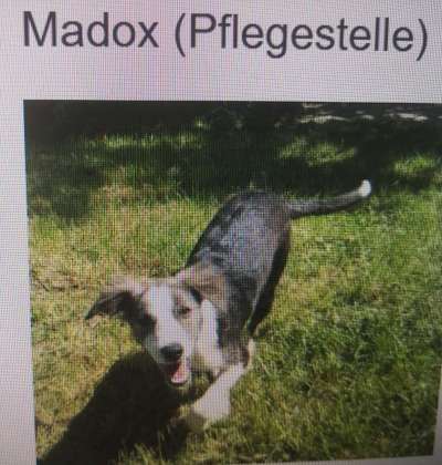 Tierschutzhunde suchen ein Zuhause-Beitrag-Bild