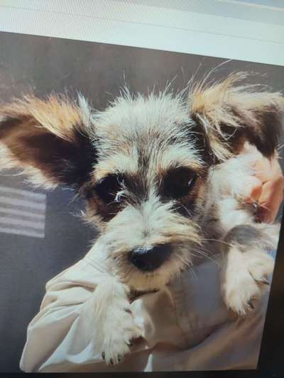 Tierschutzhunde suchen ein Zuhause-Beitrag-Bild