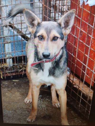 Tierschutzhunde suchen ein Zuhause-Beitrag-Bild